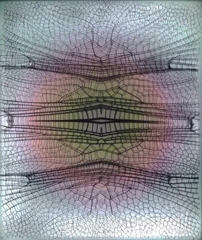 Libellulidae Orthemis