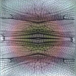 Libellulidae Orthemis