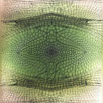 Libellulidae Oxythemis