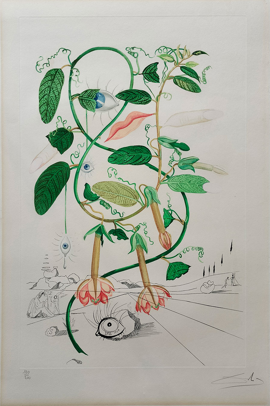  Cobea (Pisum Sensuale)