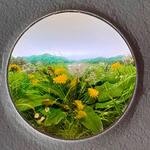  Dandelion Cluster #14