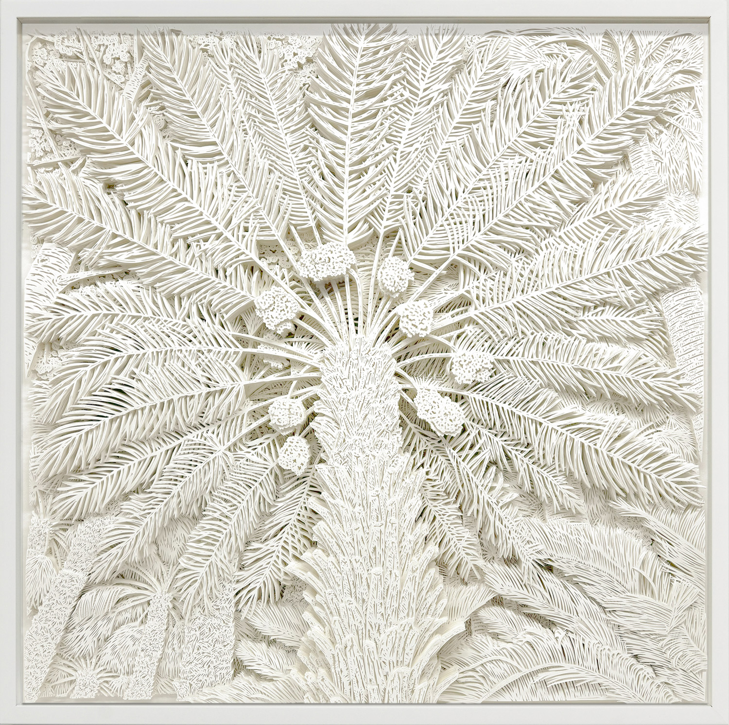 Palmeras de dátiles