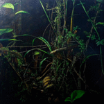 De la Serie Matorrales