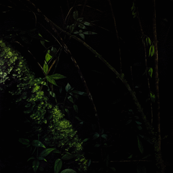 Thicket VI / Matorral VI