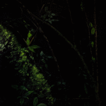 Thicket VI / Matorral VI