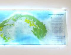 Cúmulus: diez años de ecología y colaboración en Panamá