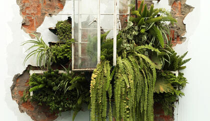 Marinés Agurto. Invasión, 2015. Marco de ventana en metal modificado con plantas sobre pared de ladrillo picado, 230 x 150 x 70 cm.