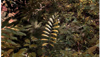 Stefano Klima Luz de naturaleza, 2017. Fotografía digital impresa sobre papel de algodón. 110 x 80 cm. Edición: 1/3