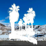 Planta Alta Joshua Tree