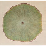 Anatomia de una hola