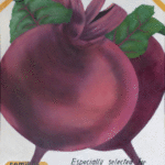 Beet. De la serie Seeds envelopes