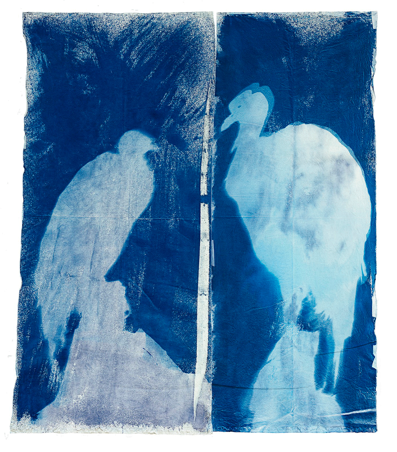 Cóndor en el espejo