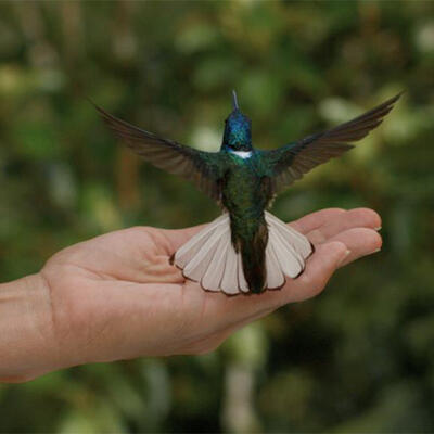 Donna Conlon, From the Ashes (De las cenizas), 2019 Video / 16:9 HD VIDEO, 2’ 35’’ M Ed. 5 + 2AP, Ref .- DCL1