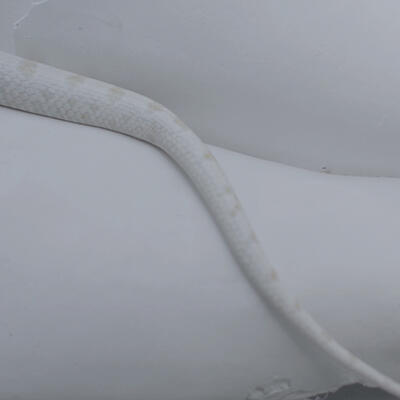 KATHERINNE FIEDLER  proyecto HABITAR y LORENA NOBLECILLA Aracne / Cambio de piel (díptico)