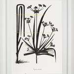 Expedición Extinción II (Cyperus saturatus)