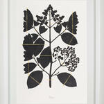 Expedición Extinción II (Turpinia)