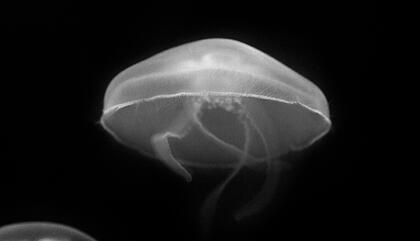 Teodelina Detry