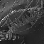 Detail of Apis Mellifera paw