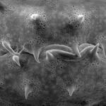 Dianthus spp. pollen surface