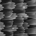 Heliconius heurippa butterfly wing scales