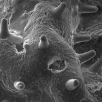 Hibiscus spp pollen surface