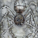 Araña inofensiva (The Harmless Spider)