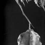 Jacarandá mimosifolia jacarandá, fruit and closed capsule