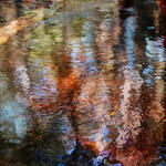 Wetland 2 (Humedal II)