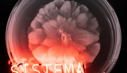 Sistema Mortierella (Hongo sospechoso) Artist: Máximo Corvalán-Pincheira Technique: Foto B/N, luz de neón rojo Year: 2019 Dimensions: 70x70x9 cm