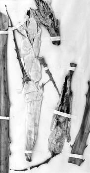 Archivo Herbario de Karaguata