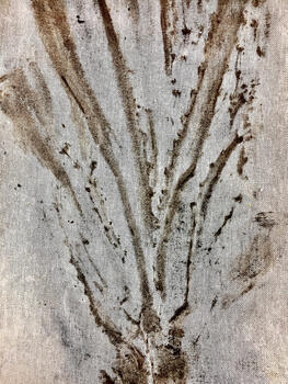 Archivo Herbario de Karaguata