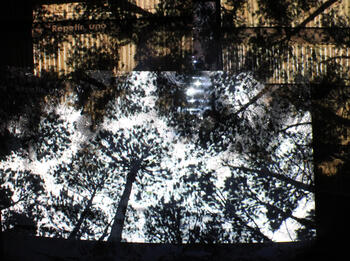 Proyecciones sobre cenizas