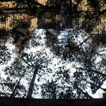 Proyecciones sobre cenizas